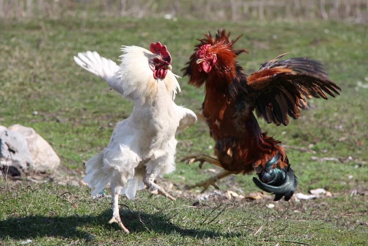 Fighting cock. Два петуха. Петухи дерутся. Боевой петух. Красивый петух.