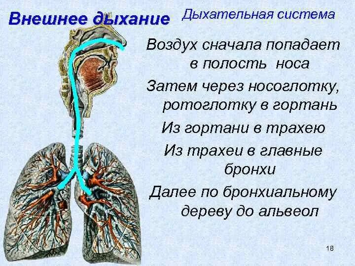 Воздух из гортани попадает в. Внешнее дыхание. Внешняя дыхательная система. Из гортани вдыхаемый воздух попадает в. Дыхательная система человека гортань.