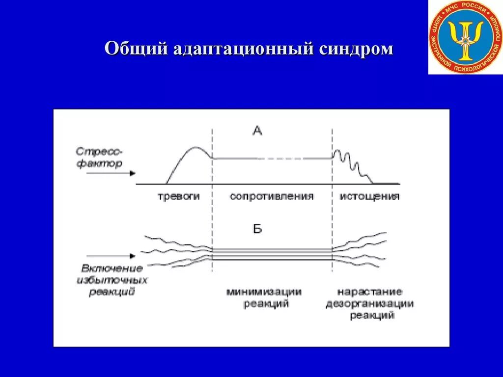Фазы развития адаптации