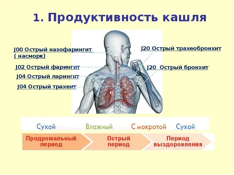 Кашель снизу. Этапы кашля. Семиотика кашля у детей. Разновидности кашля у детей.