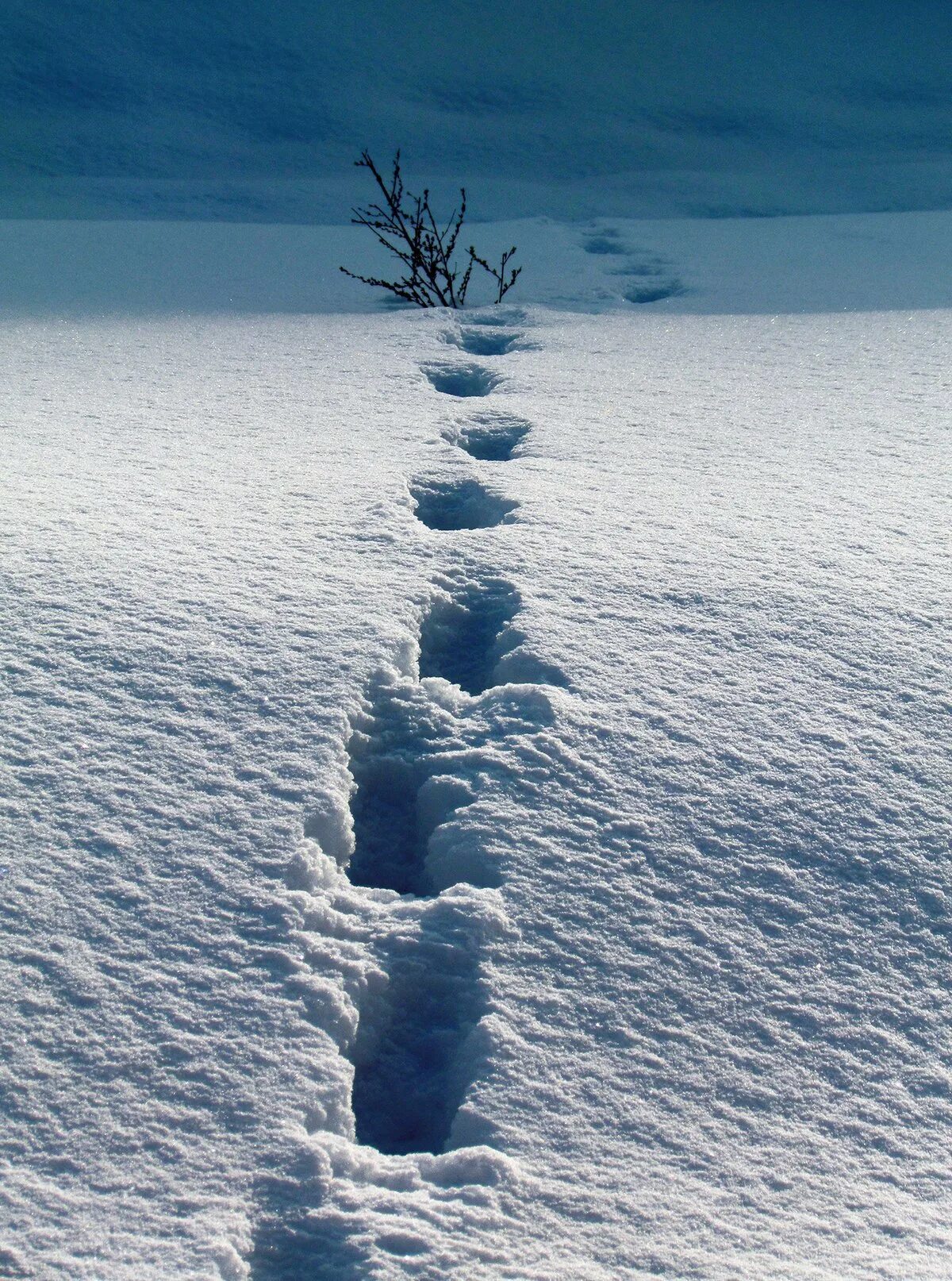 Там следы. Следы на снегу. Следы человека на снегу. Зима следы. Следы в сугробе.