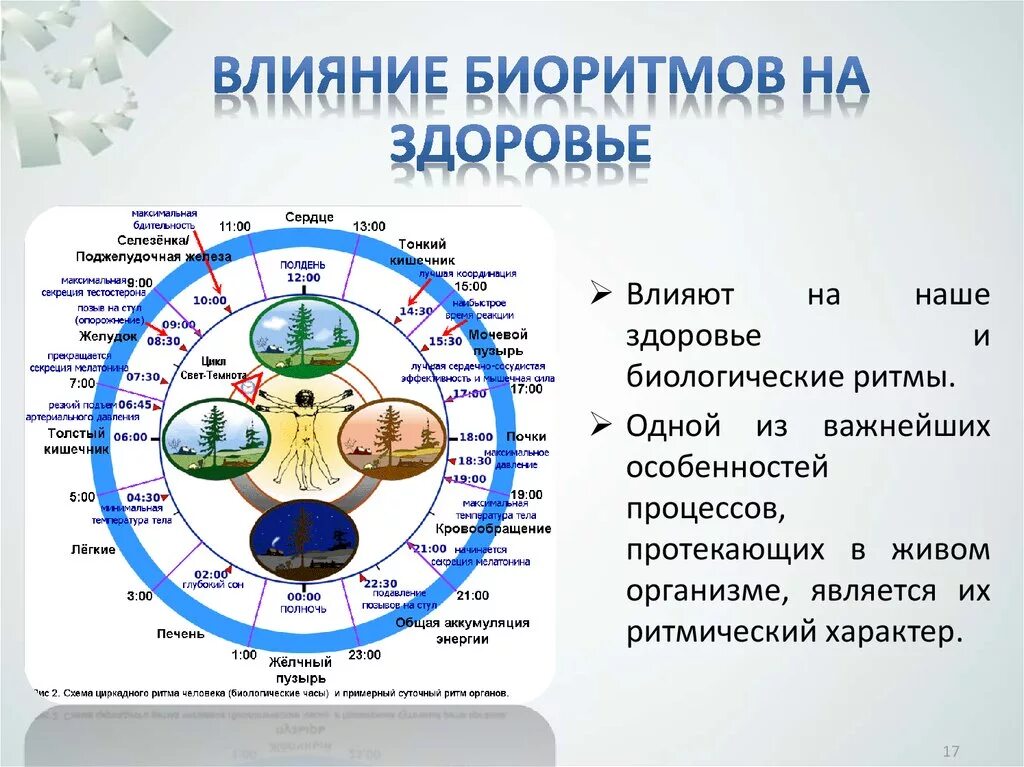 Суточные ритмы жизни