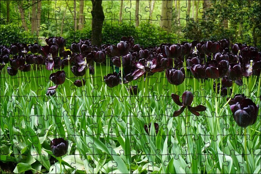Как выглядят черные тюльпаны Black Hero Tulip #veseys #veseysbulbs #flowerbulbs #fallplanting #tulips #homega