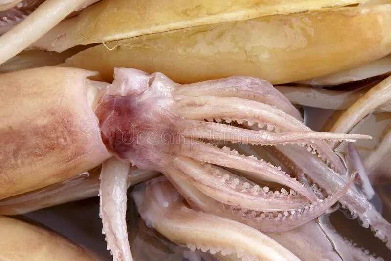 Кольца кальмара фото. Кальмар морепродукт. Кальмар морепродукт. Кальмар щупальца. Рыба в кальмарк.