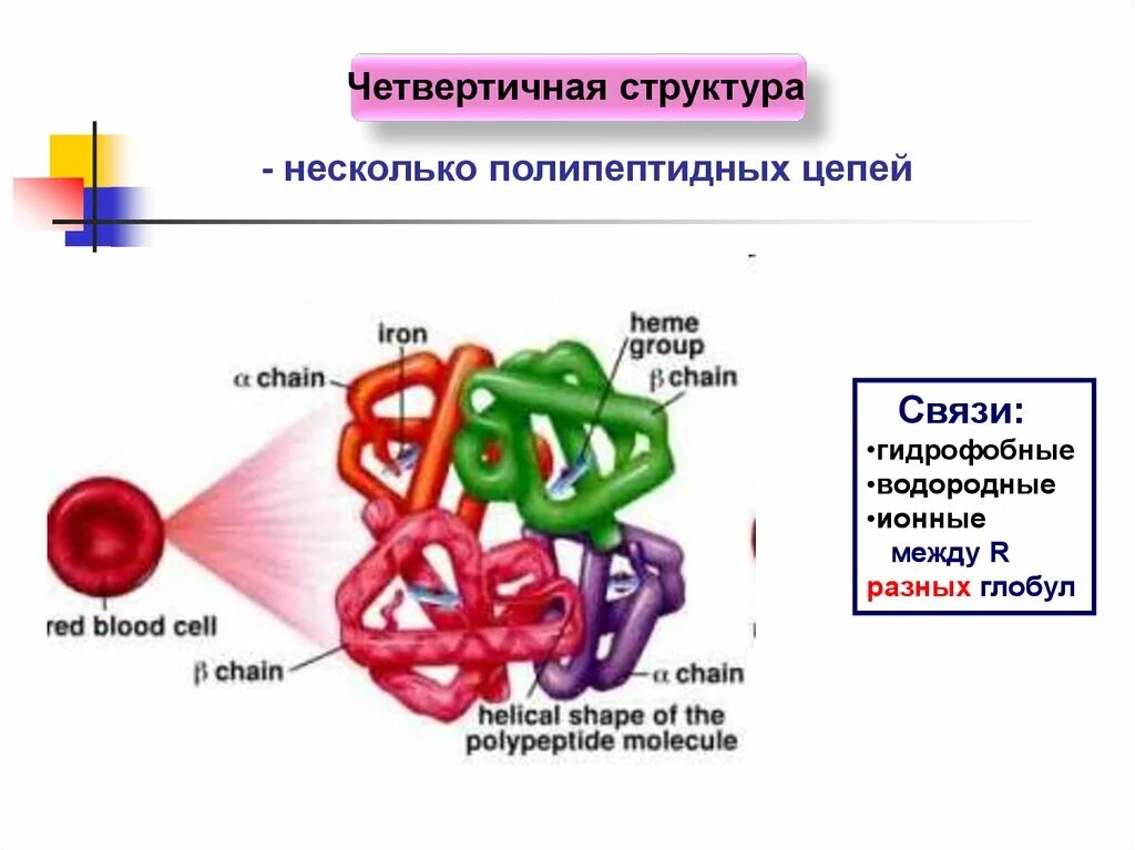 Четвертичная структура белка строение. Связи в четвертичной структуре белка биохимия. Четвертичная структура белка химические связи. Четвертичная белковая структура.