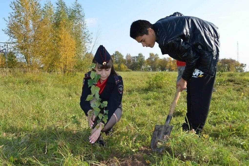 Посадили 150 деревьев. Посадка аллеи деревьев. ребята посадили около школы молодую березку. посадка аллеи берез картинка.