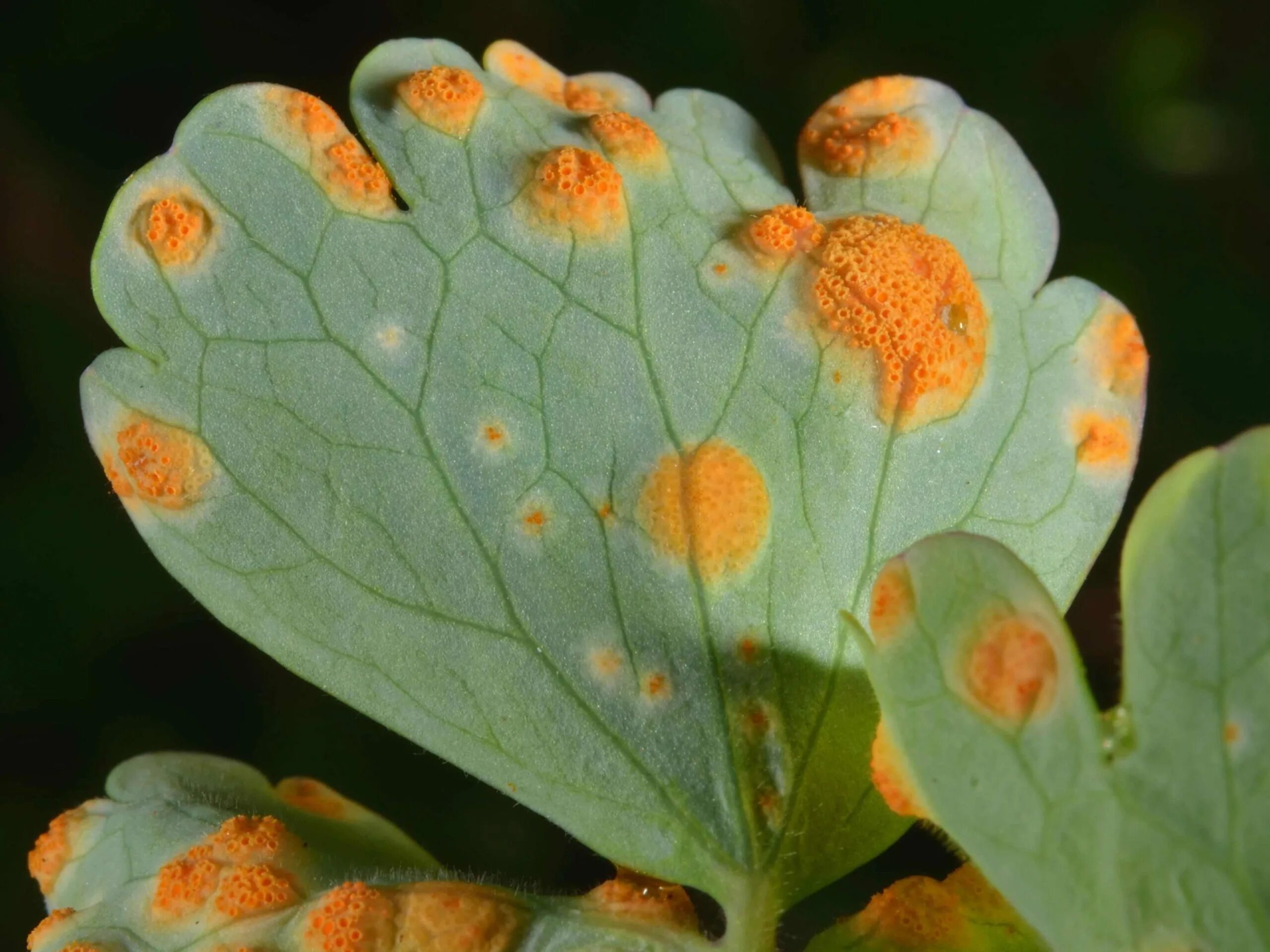 Plant disease. Ржавчинный гриб паразит. Болезни растений пустулы. Ржавчинные грибы Puccinia. Ржавчина тополя (Melampsora Medusae).