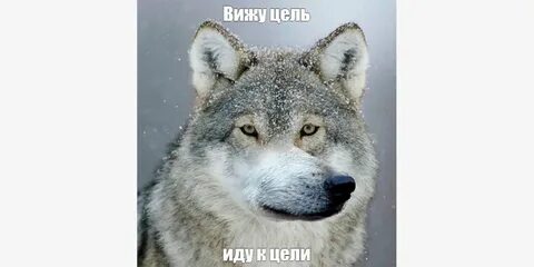 Да это волк