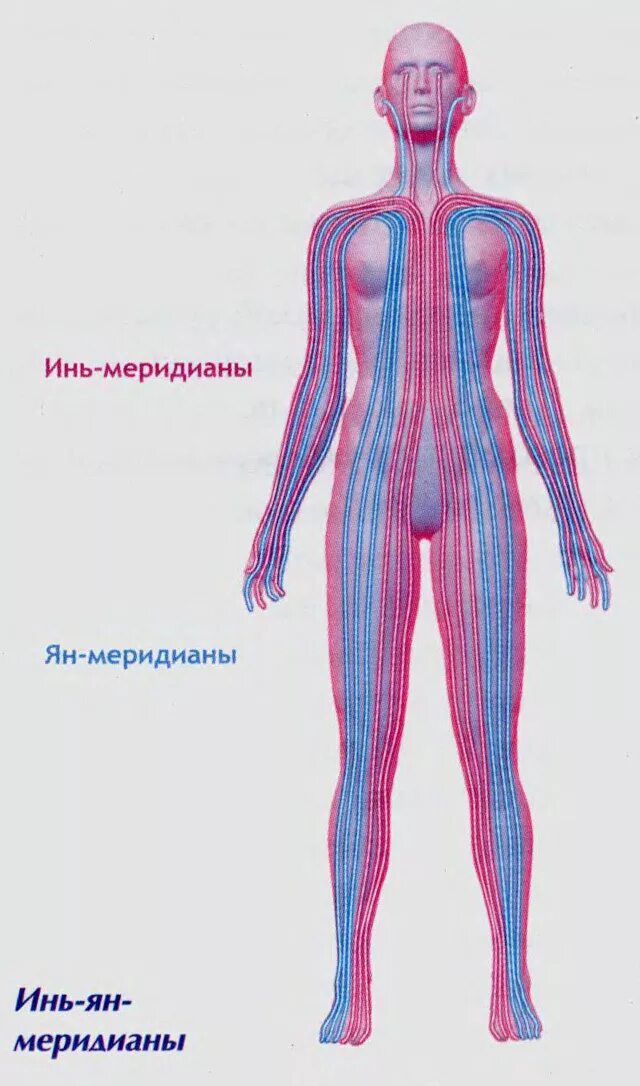 Расположение меридианов на теле человека Meridian System Chart Male body with principal and centerline acupuncture meri