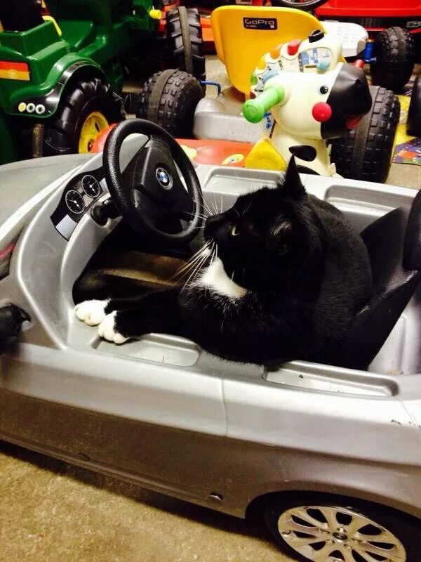 Black cat car
