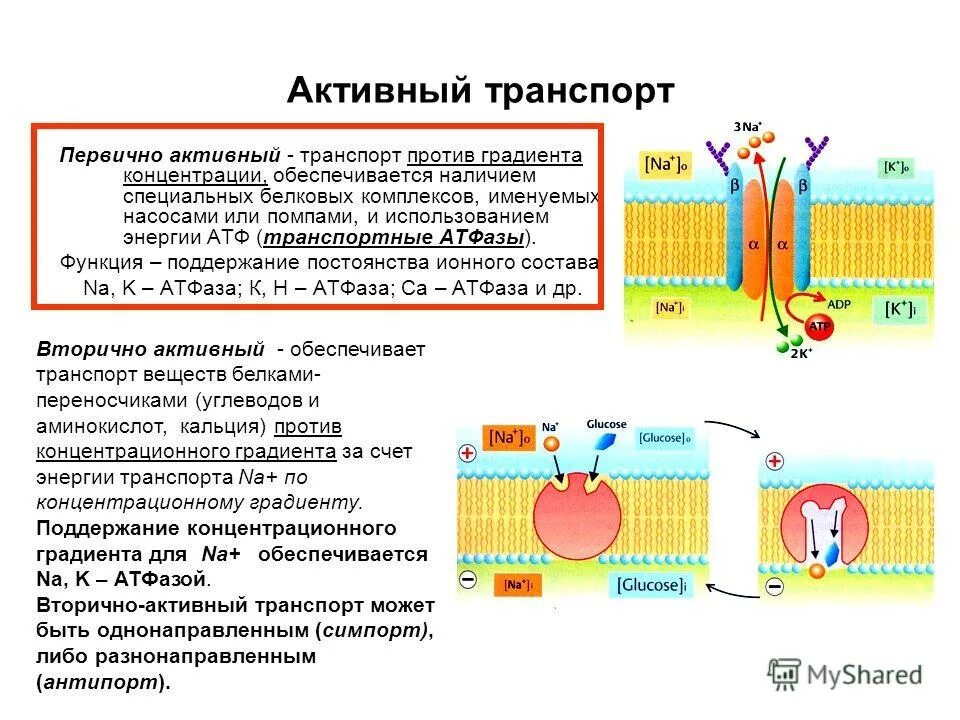 Первично активный транспорт механизм. Активный и пассивный транспорт веществ через мембрану физиология. Пример вторично активного транспорта веществ через мембрану. Активный механизм транспорта веществ это.