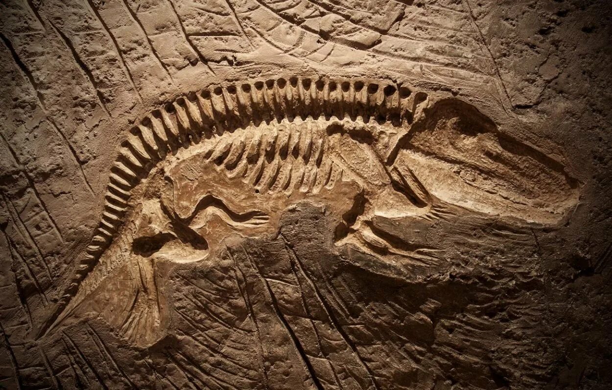 Разновидность определения палеонтология наука о вымерших животных. Fossil окаменелости. палеонтология окаменелости. скелеты динозавров окаменелости раскопки. стегозавр окаменелости.