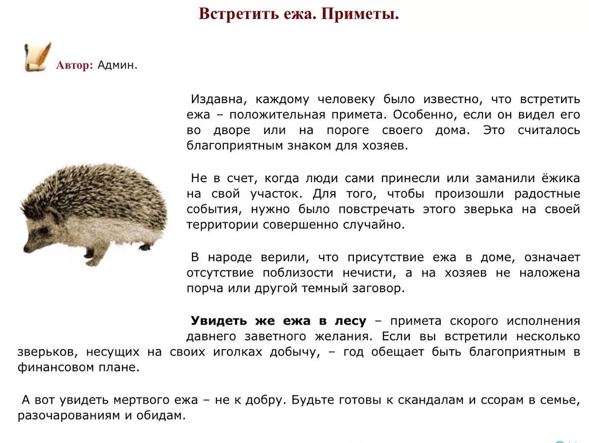 Что означает ежик. Примета увидеть ежика. еж примета. встретить ежа примета. суеверия о ежиках.