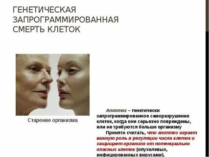 Запрограммированная гибель клетки