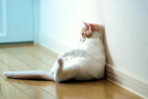 Кот сидит на полу