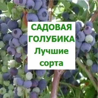 Какой сорт голубики лучше посадить