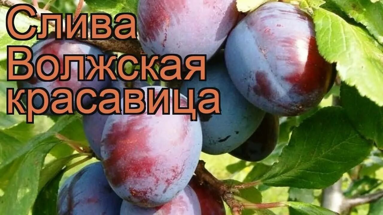 Слива волжская отзывы. Слива волжская красавица. слива сорт волжская красавица. венгерка волжская слива. слива волжская красавица описание сорта.