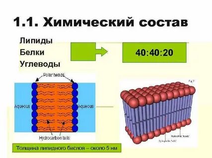 Липиды состав клетки