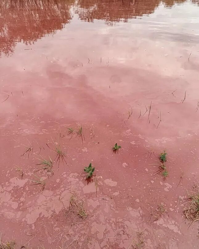 Малиновое озеро алтайский край. Озеро хиллер (остров миддл). Самара розовое озеро кинельский район. Розовое озеро самарская область алексеевка. Озеро хильер в австралии.