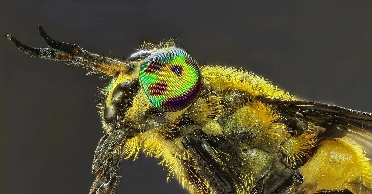 Навигатор сергея овода 2023. Паут овод слепень. Слепень златоглазик. Слепень златоглазка. Навигатор сергея овода 2023.