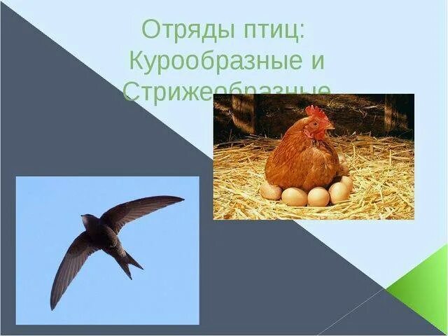 Курообразные отряды птиц. Птицы отряда куриных. отряд курообразных птиц. курообразные птицы представители. курообразные особенности.