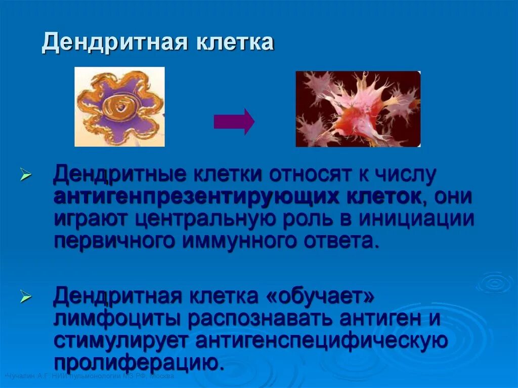 Дендритне коетки иммуноология. Дендритные клетки иммунология типы. Дендритные клетки вид дендритных клеток. Функция дендритных клеток иммунной системы.