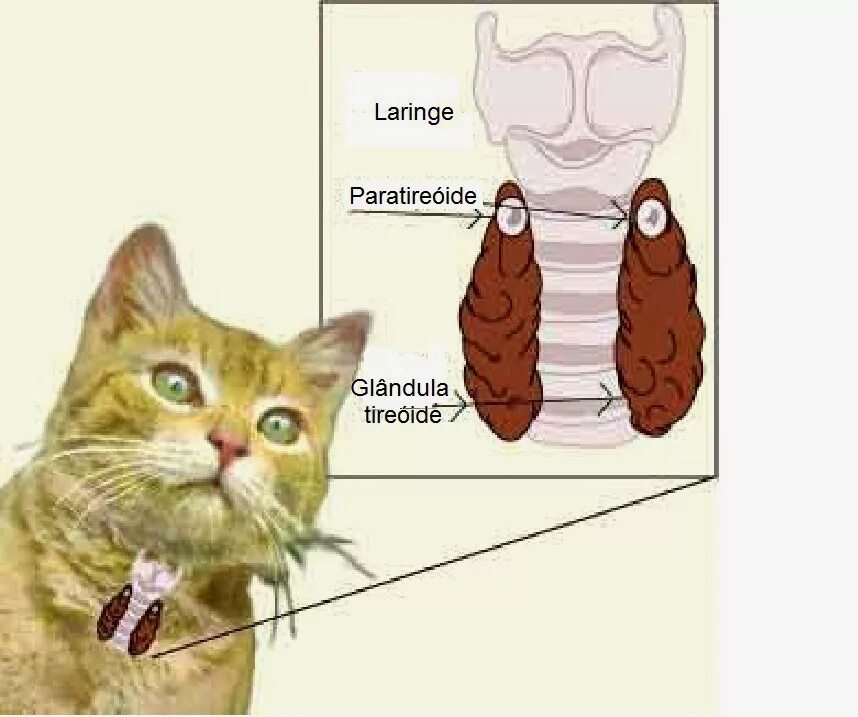 Щитовидная железа у кошек анатомия. Строение щитовидной железы собаки. Увеличенные лимфоузлы у кота