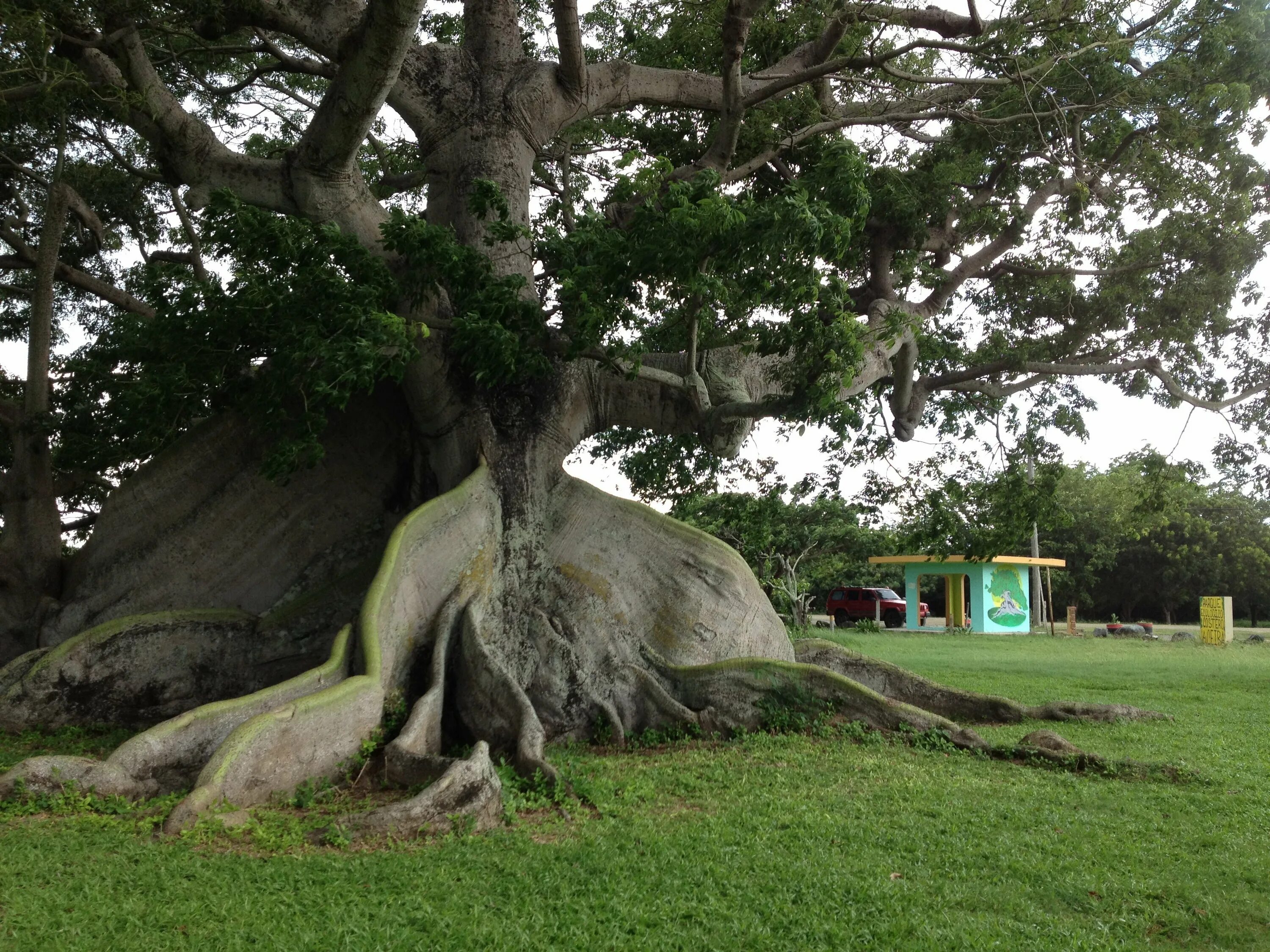 Деревья в южной америке названия. Сейба дерево в Южной Америке. Хлопковое дерево Сейба. Хлопковое дерево (Ceiba speciosa). Сейба хлопковое дерево Южная Америка-.