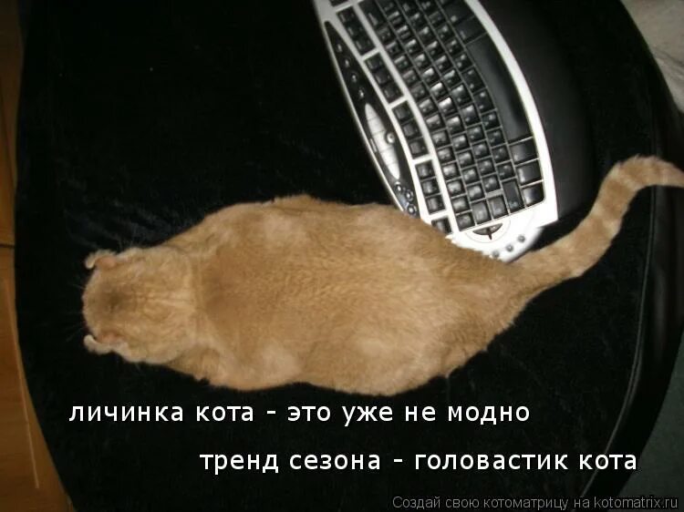 Личинка коте. Личинка котэ демотиватор. Личинка коте. Кот быкует. Личинка котэ демотиватор.