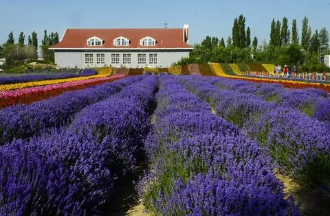 Lavender town
