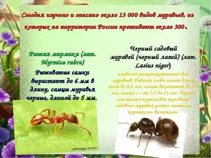 Все лето хлопочут муравьи вид предложения