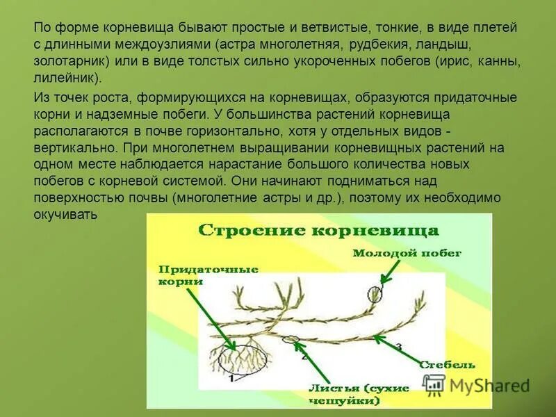 Придаточные корни формируются на. Корневище. Придаточные корни. Гипогенное корневище. Корневище формируется.