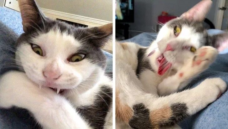 Смазанные коты. Ужаленный кот. размазанные смешные коты.