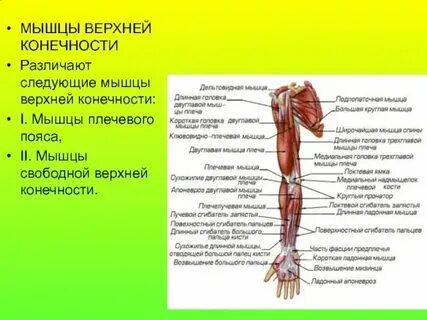 Мышечная сила нижних конечностей