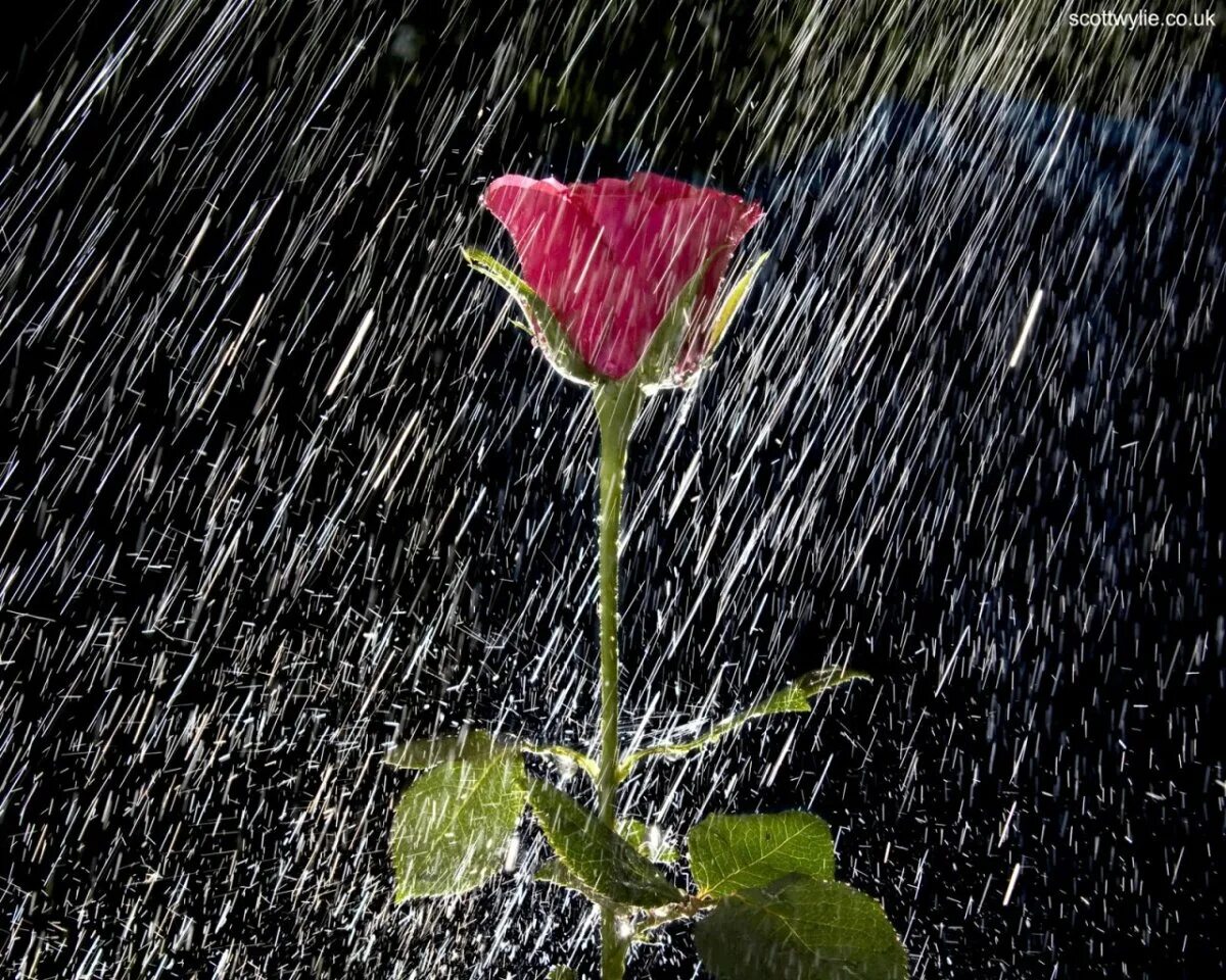 Бесплатные дождливые открытки. Цветы под дождем. Дождь. Цветы на фоне дождя. Дождик и цветы.