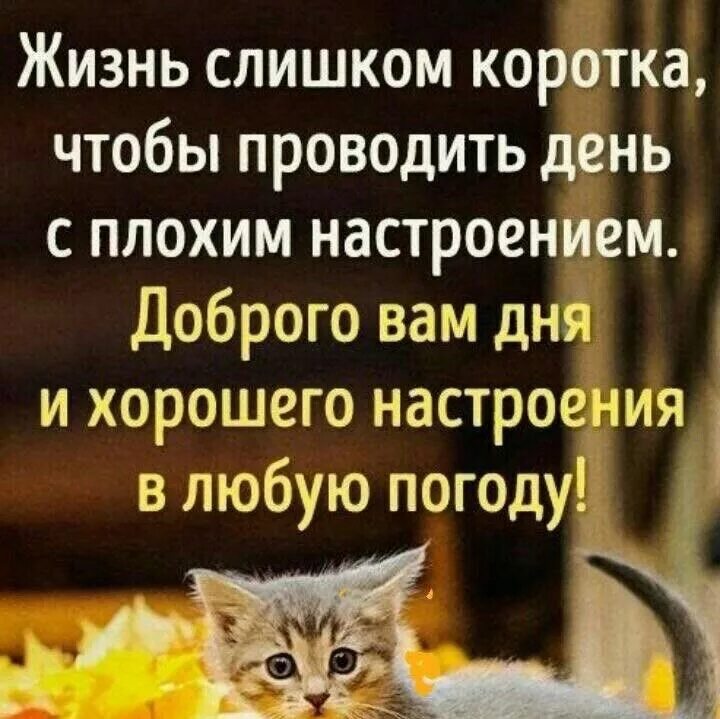 Хорошего настроения в любую погоду. Хоршего настроения не смотря на погоду. Хлрошего настроение несмотря на погоду. Хорошего дня невзирая на погоду. Невзирая на погоду