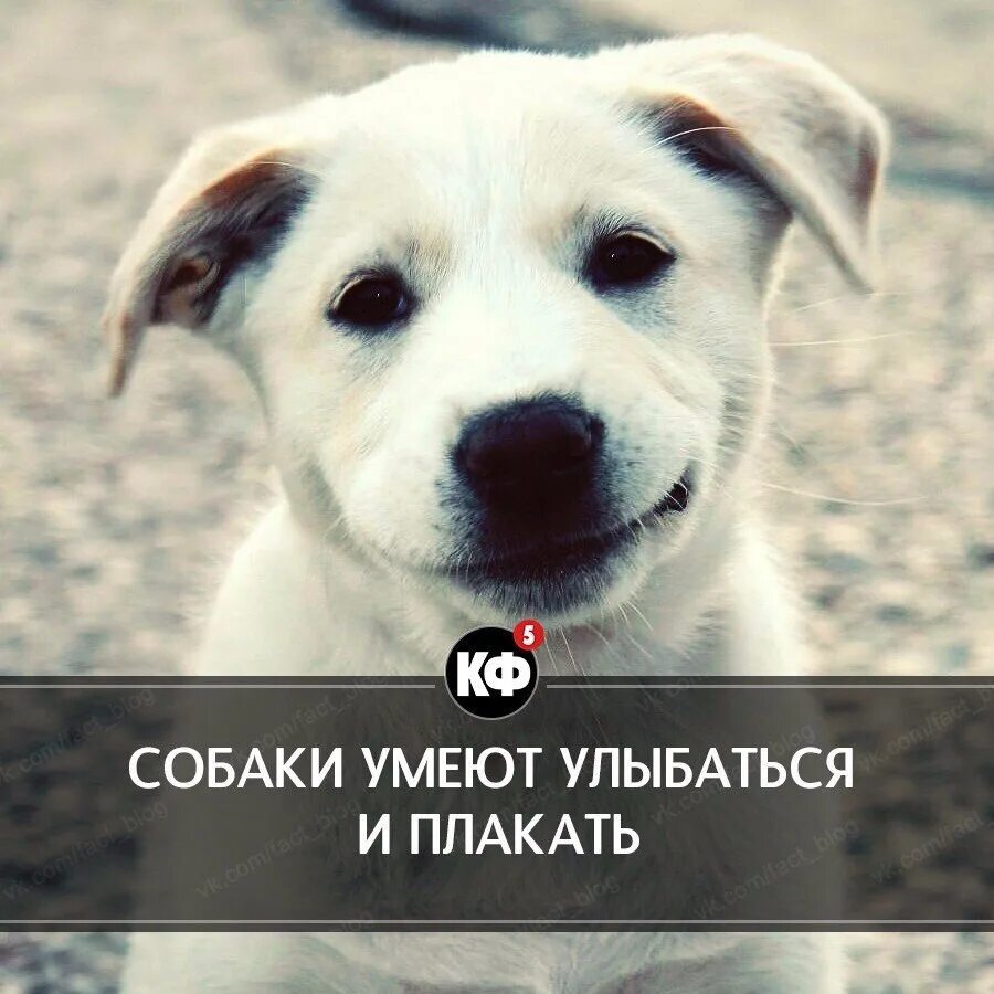 Собаки умеют улыбаться. Что не умеет собака. Что умеет собака. Собаки умеют плакать. На что способна собака