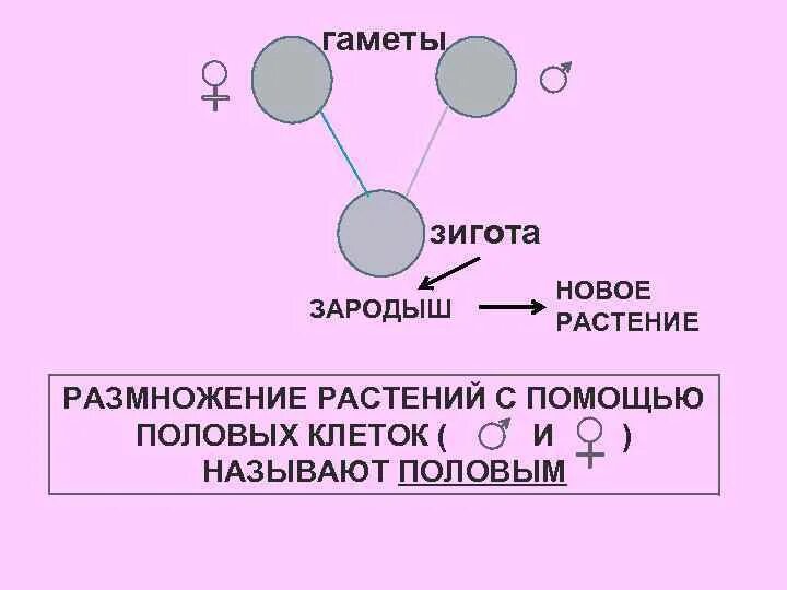 Мужская гамета. Слияние гамет схема. Гамета и зигота. Гаметы растений. Гамета гамета зигота новый организм.