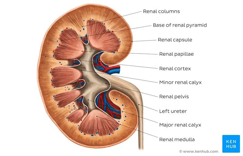 Area cribrosa почка. Hilus renalis. Sinus renalis анатомия. Почечная лоханка (pelvis renalis). Экскреторное дерево почки