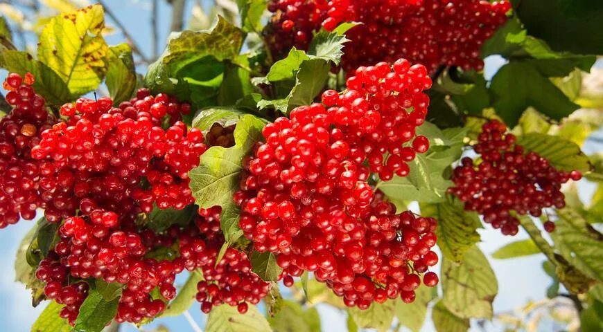 калины куст ярослав евдокимов. куст калины растет у меня на дворе. куст калины людмила максимова. дмитрий иващенко новосибирск ансамбль веселуха. калина красная куст.