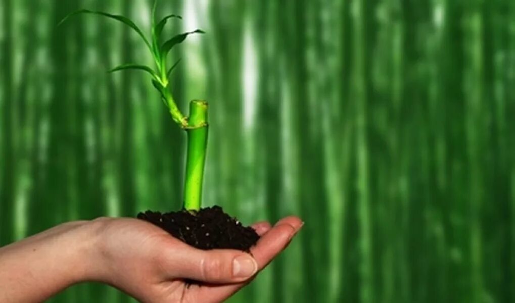 Человек влияет на природу. Воздействие человека на природу земли. Влияние человека на окружающую природу. Воздействие человека на природу земли. Влияние деятельности человека на природу.