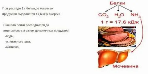 Выполняемая функция энергетических белков