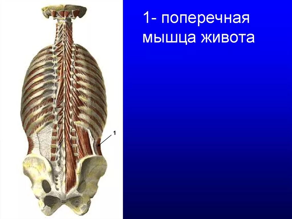 Поперечная мышца живота. Поперечные многораздельные мышцы живота. Поперечная мышца. Поперечная мышца живота анатомия. Поперечная поперечная мышца.