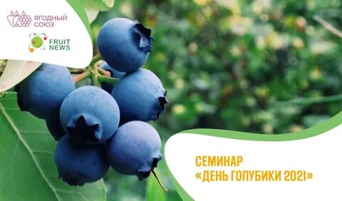 Ягодный союз