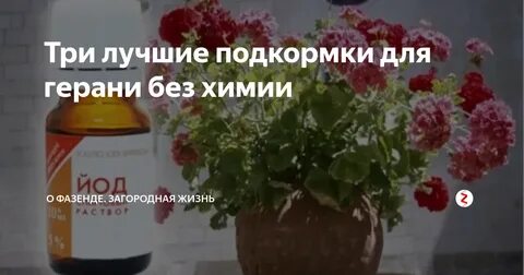 Подкормка герани для цветения
