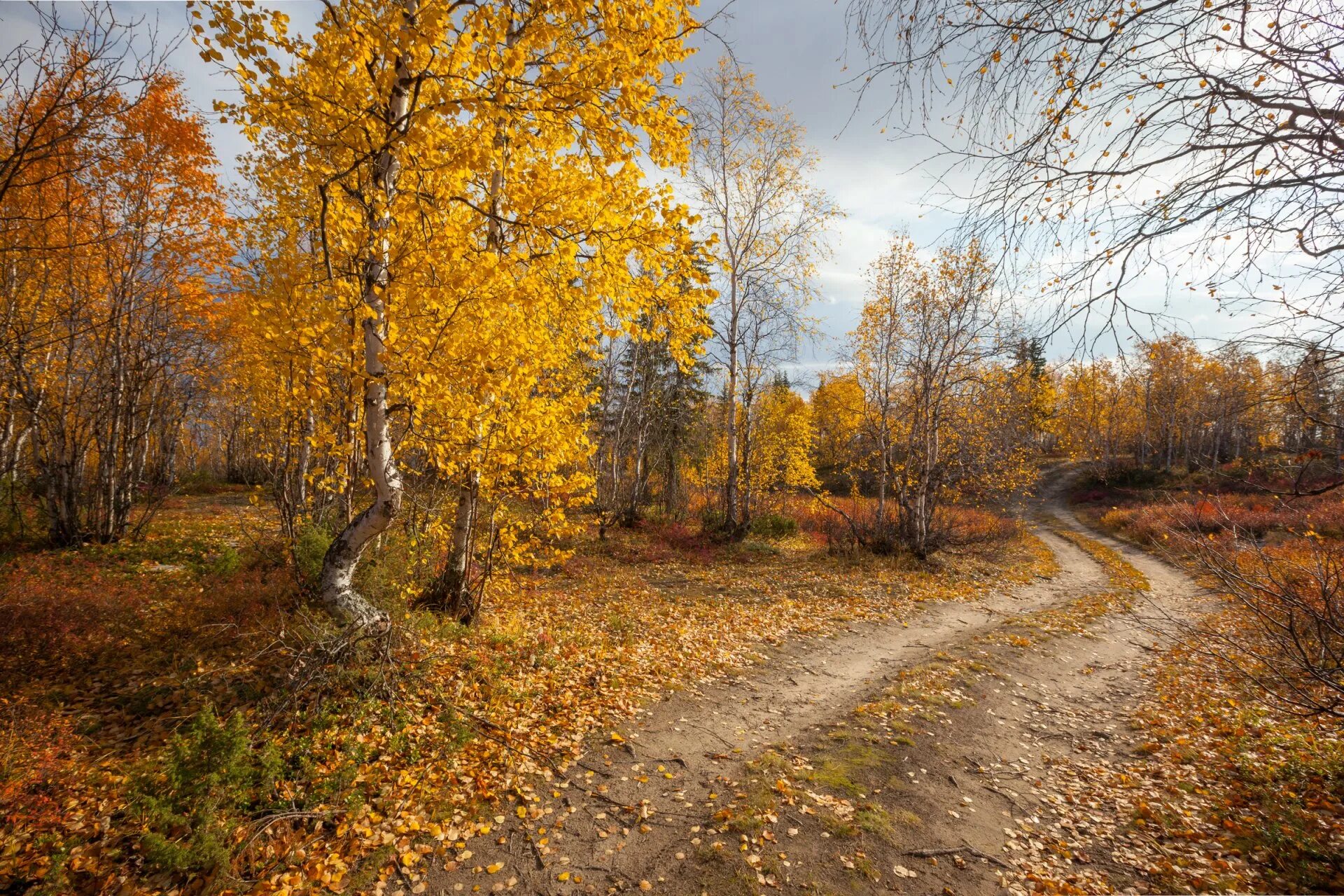 Осенний пейзаж. Осень в лесу. Осенний лес. Лес осенью.