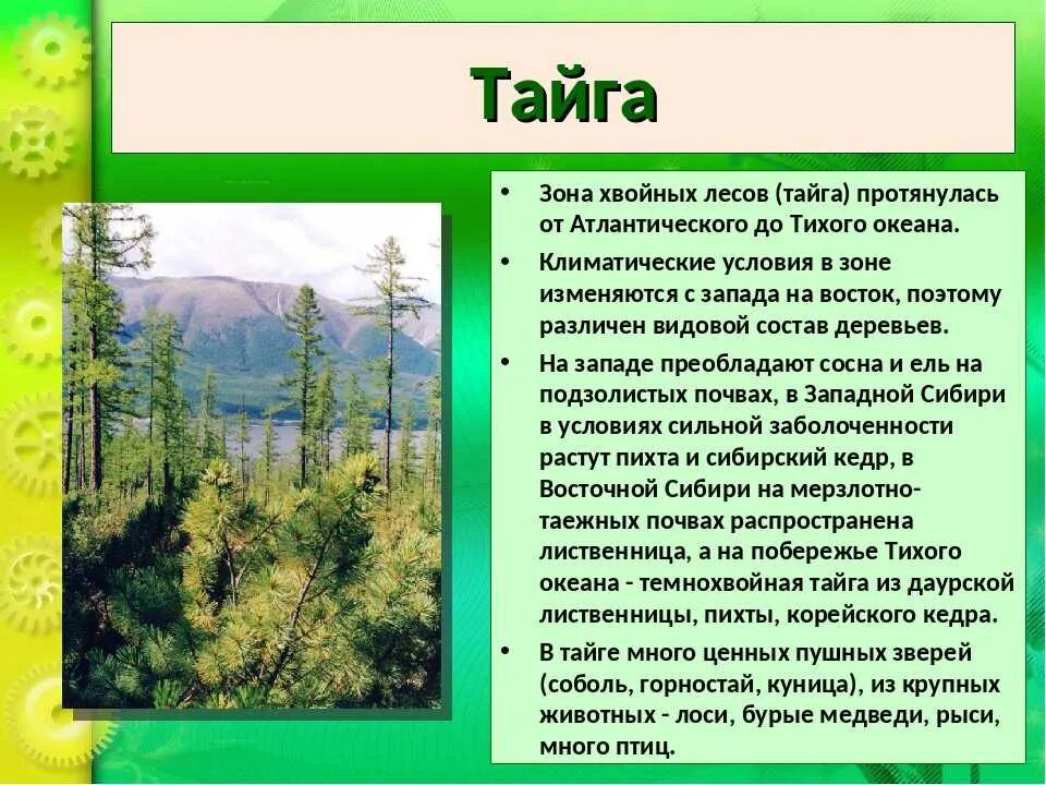 Различия природы европейской части россии и сибири. Тайга описание природной зоны. Описание тайги. Характеристика тайги. Особенности природы тайги.