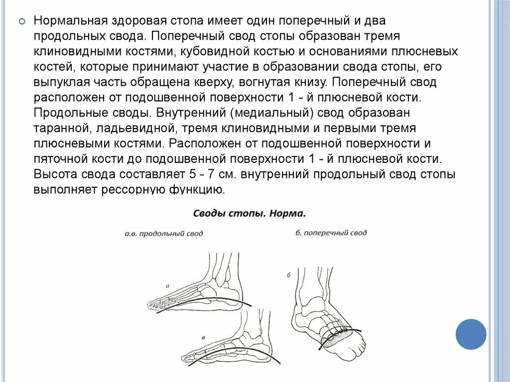 Продольный поперечный свод. Продольный и поперечный свод стопы. Продольный свод стопы. Медиальный свод стопы. Поперечный свод стопы образован.