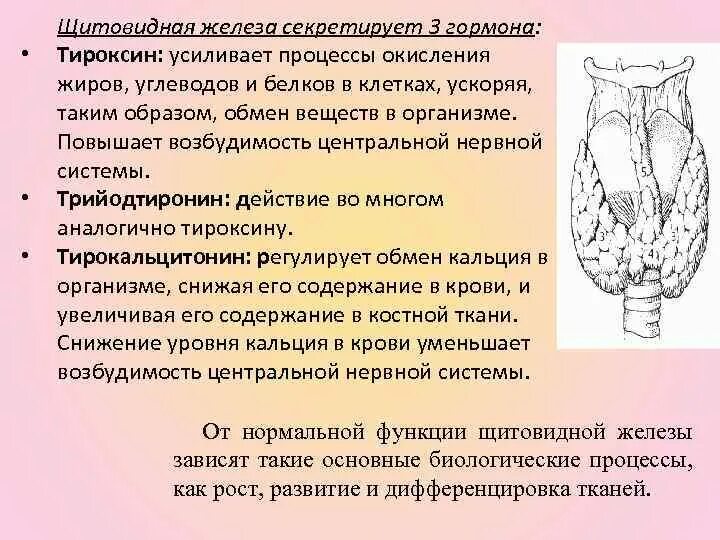 Физиология щитовидной железы. Гормоны щитовидной железы физиология. Секретируемые гормоны щитовидной железы. Функции щитовидной железы физиология.