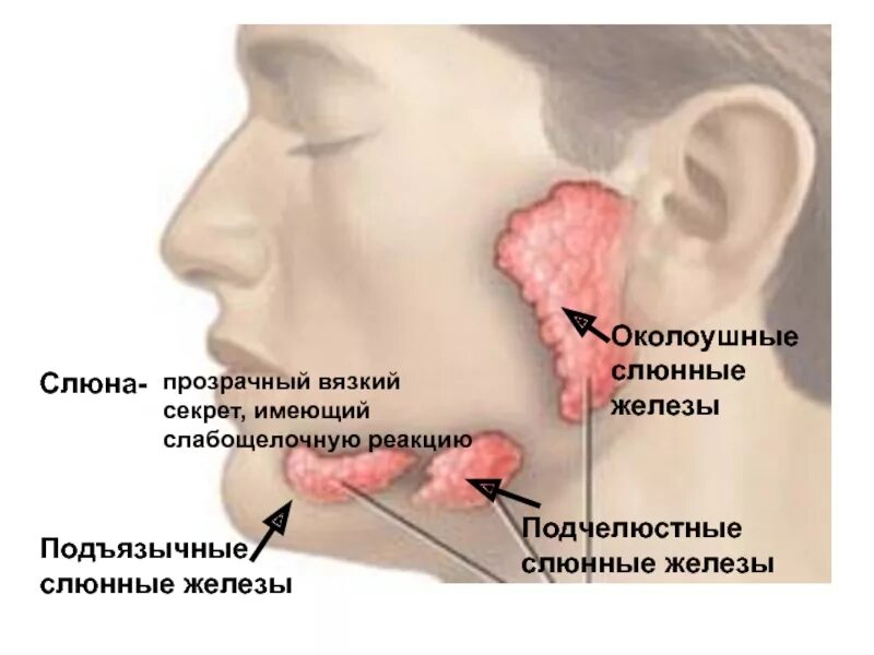 Откуда слюна. Околоушная слюнная железа. Воспалилась слюнная железа. Воспаление околоушной слюнной железы. Воспаление подъязычной слюнной железы.